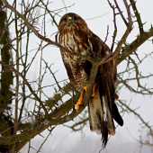 Myšiak lesný (Buteo buteo)