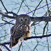 Sova dlhochvosta (Strix uralensis)