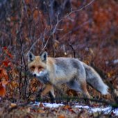 Dalšia privábená ...