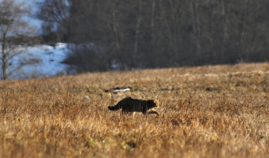 Mačka divá (Felis silvestris)
