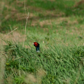Schovaný  bažantik