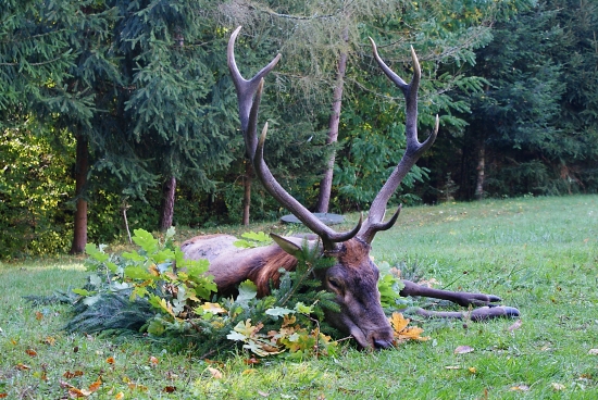 Posledná pocta starému kráľovi