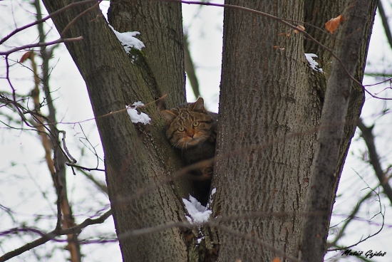 Prekvapená Divoška