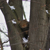 Prekvapená Divoška