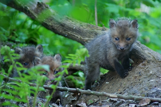 Prekvapenie pri norách