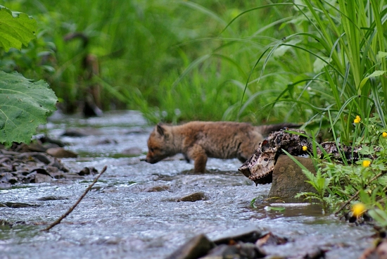 Smutný obraz prírody