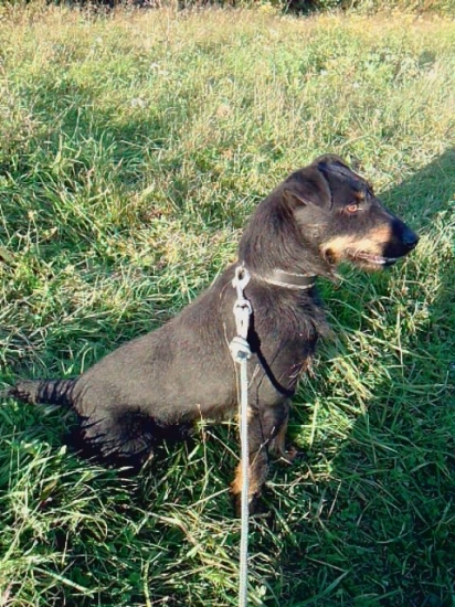 Moj verny kamarat-Brok