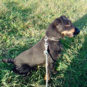 Moj verny kamarat-Brok