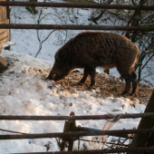 Kanec z obory Matovce.