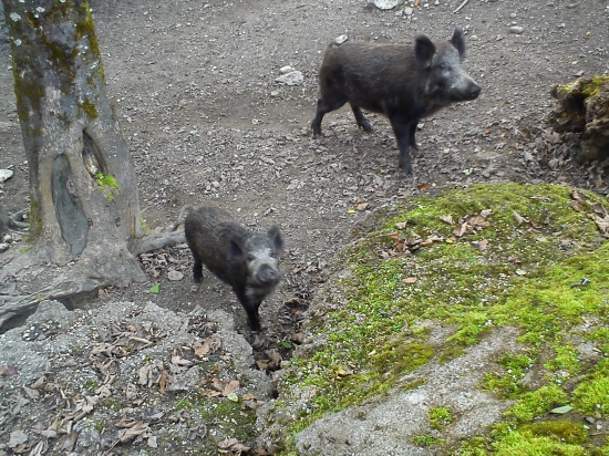 ... zatajený dych ...