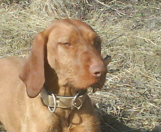 Včerajšia prechádzka.