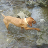 RIA