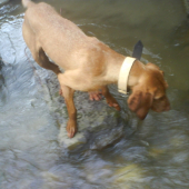 RIA