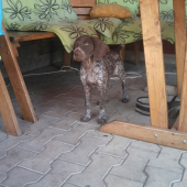 LOLA z Fančali