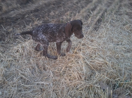 LOLA z Fančali a prepelica