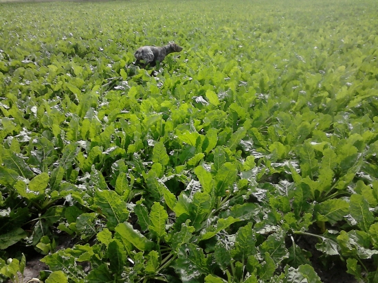 Postupovanie za bažantom