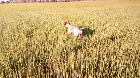 Postupovanie za bažantom