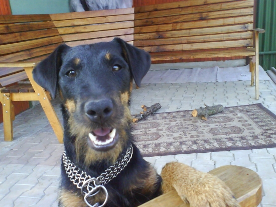 ...bol už radšej neni.....čistý blázen :)))