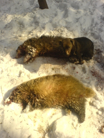 norovani v bazantnici