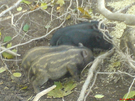 SELATA