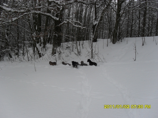 Smecka na stope divocaku