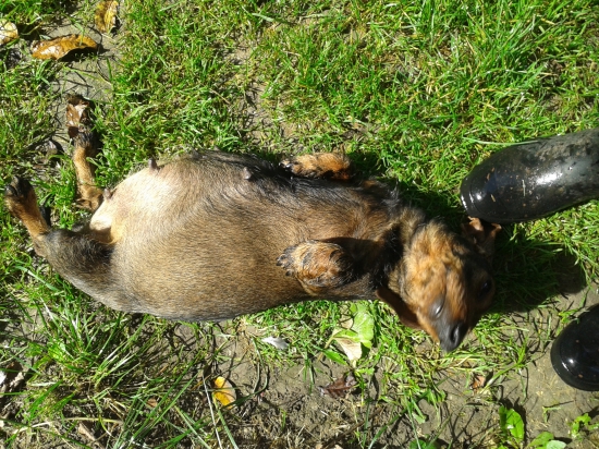 Bekina deň pred pôrodom