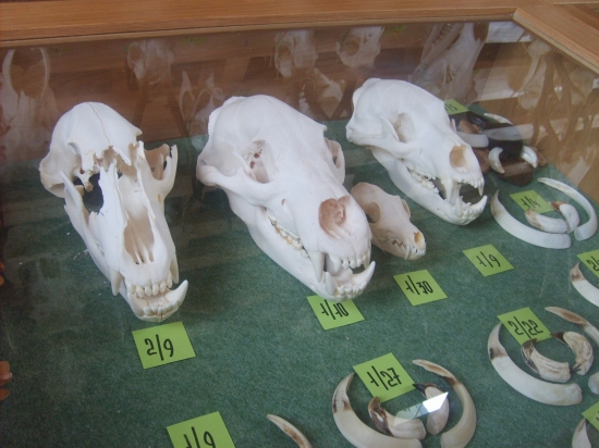 Medvede z Rajeckých Teplícd