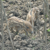 Prasiatka