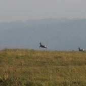 Hopláá