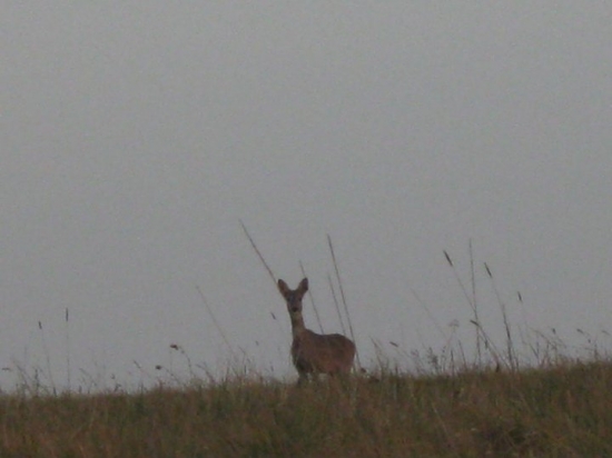 Krasavica