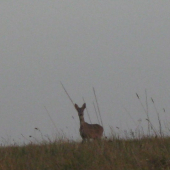 Krasavica