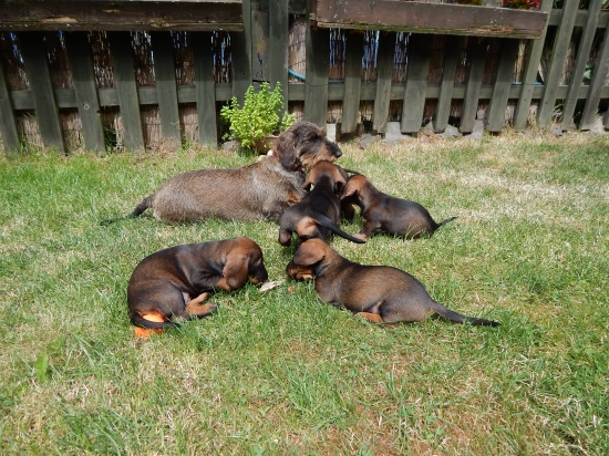 Ajla so šteniatkami :-)