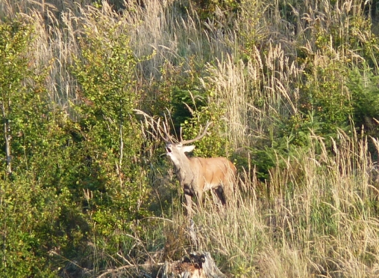 Jeste jedna z podzimu