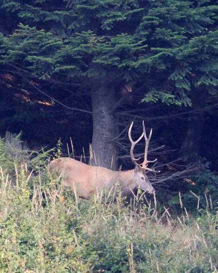 Na kraji tmavého lesa