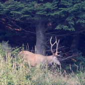 Na kraji tmavého lesa
