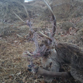 Elektrické ohradníky