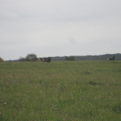 Muflony