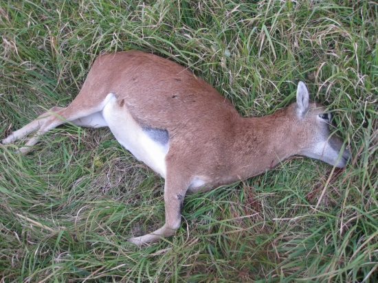 Muflonka