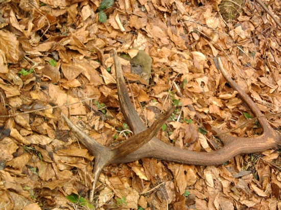 dnes na sčítani zvery