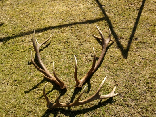 párik 10-12 ročný jeleň