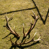 párik 10-12 ročný jeleň