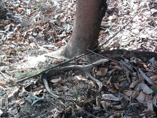 vlaňajší a zlomený