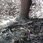 vlaňajší a zlomený