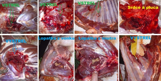 Hornady superformance GMX 7X57