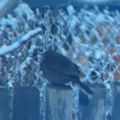 kos na mojí zahradě