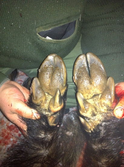 raritne kancie ratice