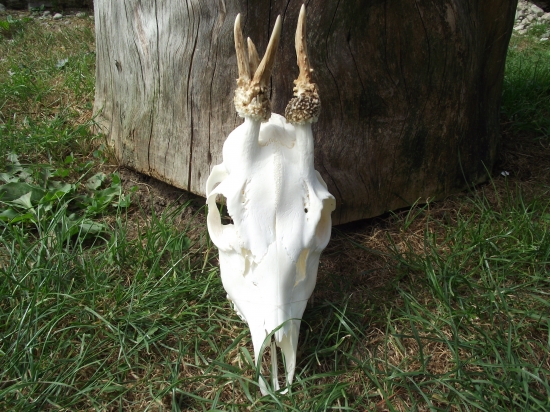 Ujova raritka 1