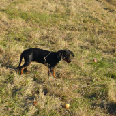 Goran