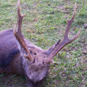 můj první jelen sika