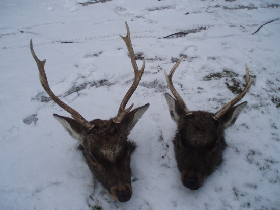 sika